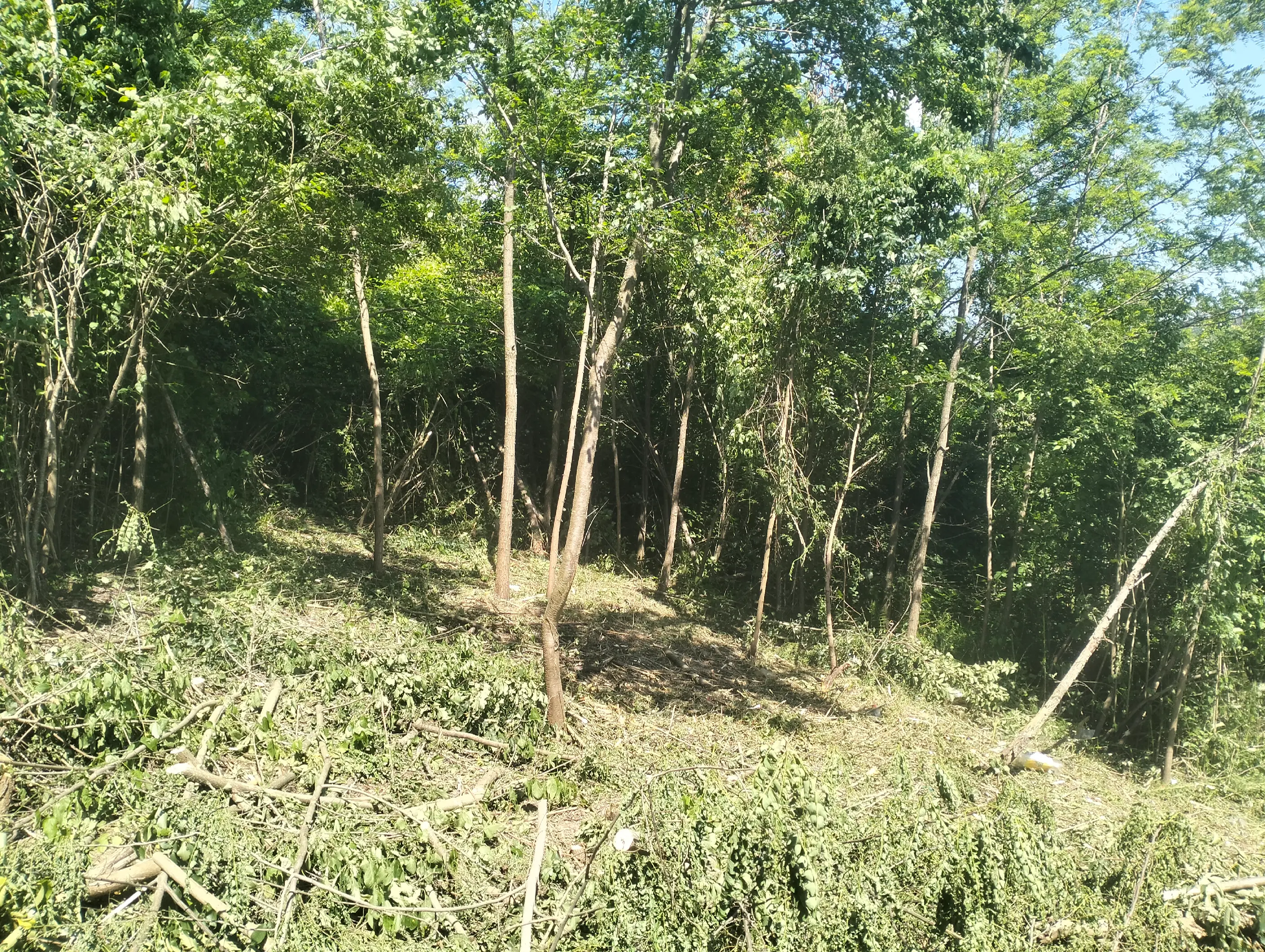 Ayan DEFRIȘĂRI TERENURI / CURĂȚARE TERENURI - Servicii la domiciliu din Călineşti